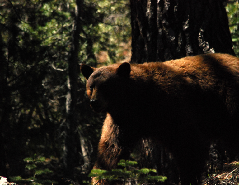Read more about the article A Night with Ursus Americanus